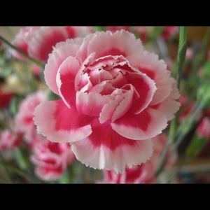 Meet your Posher, Kaitlin